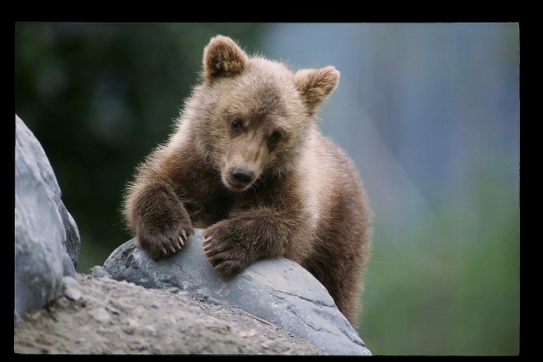 Zoo takes in orphaned brown bear cub from Alaska