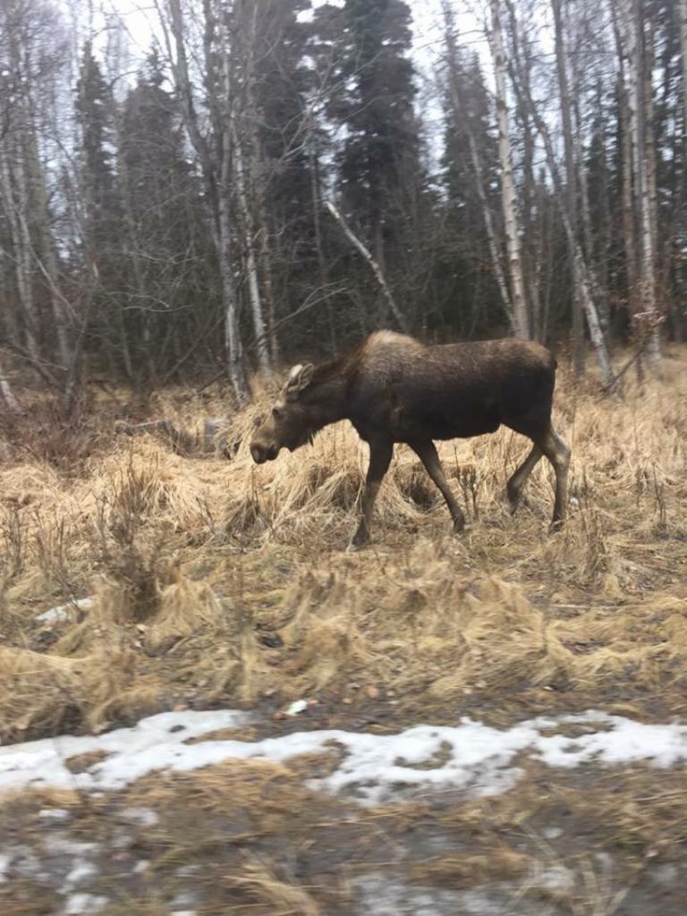 moose at Kincaid Park